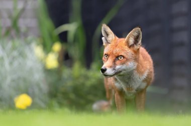 Yazın İngiltere 'de bir bahçede bir kızıl tilkinin (Vulpes vulpes) kapanışı.