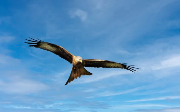 Nahaufnahme Eines Rotmilans Flug Vor Blauem Himmel Chilterns Oxfordshire — Stockfoto