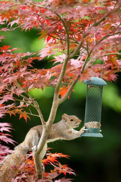 Close Van Een Grijze Eekhoorn Die Zonnebloempitten Eet Van Een — Stockfoto