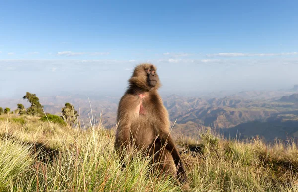 Close Uma Fêmea Macaco Gelada Nas Montanhas Simien Etiópia — Fotografia de Stock