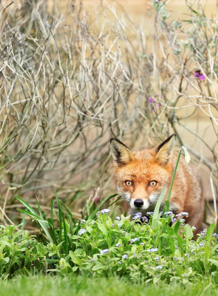 Close Uma Raposa Vermelha Vulpes Vulpes Verão Reino Unido — Fotografia de Stock