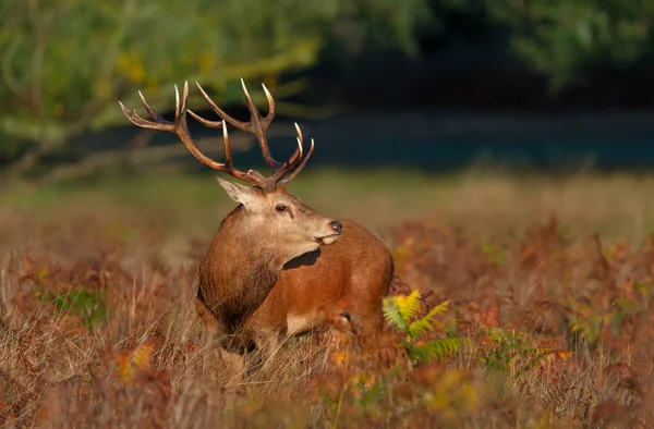 Close Red Deer Stag Standing Field Grass Autumn — Stock Photo, Image