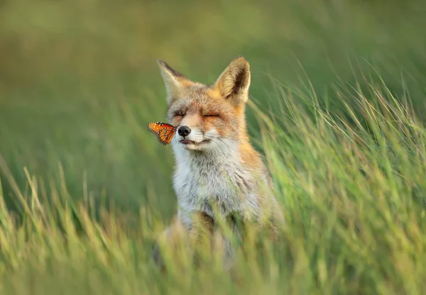 Zbliżenie Lisa Czerwonego Vulpes Vulpes Łące Motylem Siedzącym Nosie Lato — Zdjęcie stockowe