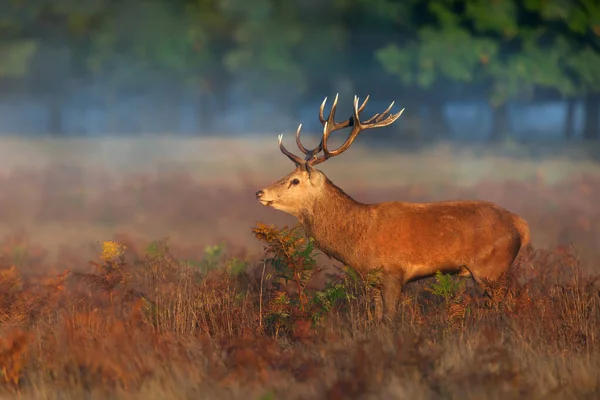 Gros Plan Cerf Rouge Debout Dans Champ Herbe Automne Royaume — Photo