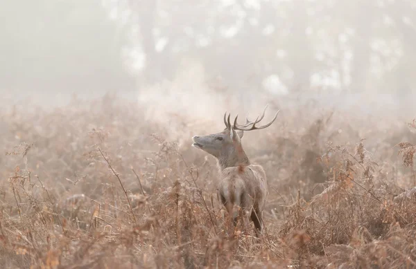英国秋天的雾蒙蒙的早晨 一只小红鹿的画像 — 图库照片