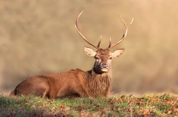 Retrato Ciervo Rojo Tirado Sobre Hierba Reino Unido — Foto de Stock