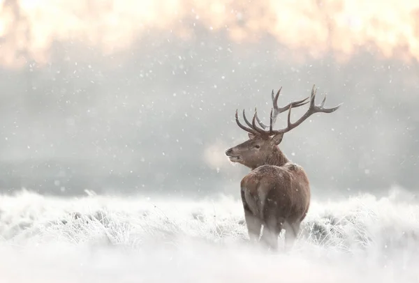 Primer Plano Ciervo Rojo Ciervo Nieve Que Cae Invierno Reino —  Fotos de Stock