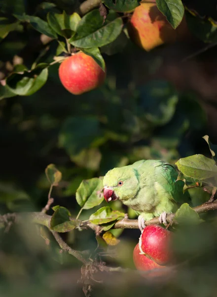 Close Ring Necked Parakeet Eating Apples Apple Tree — Stock Photo, Image