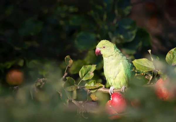 Close Ring Necked Parakeet Perched Apple Tree — Stock Photo, Image