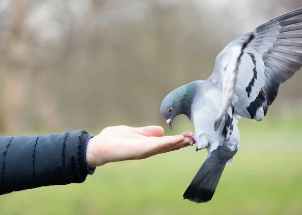 Close Feral Pigeon Feed Hand Park — Stock fotografie