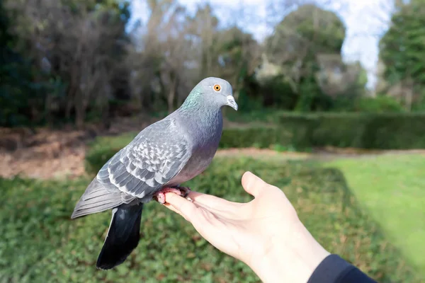 Nahaufnahme Einer Wildtaube Die Sich Einem Park Großbritannien Von Einer — Stockfoto