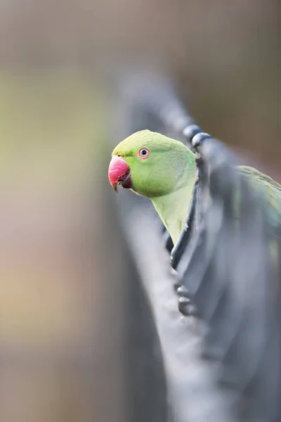 Close Ring Necked Parakeet Perched Metal Fence — Stock Photo, Image