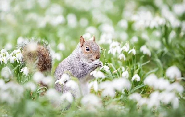 Primer Plano Una Ardilla Gris Comiendo Nuez Nevadas Primavera Reino — Foto de Stock