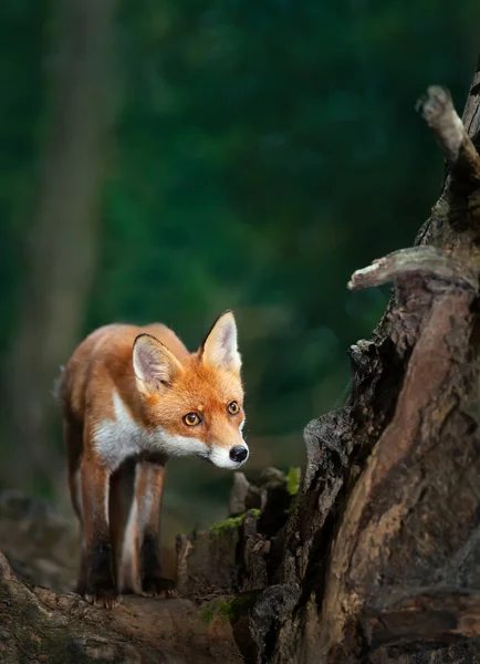 Close Van Een Red Fox Vulpes Vulpes Welp Het Bos — Stockfoto