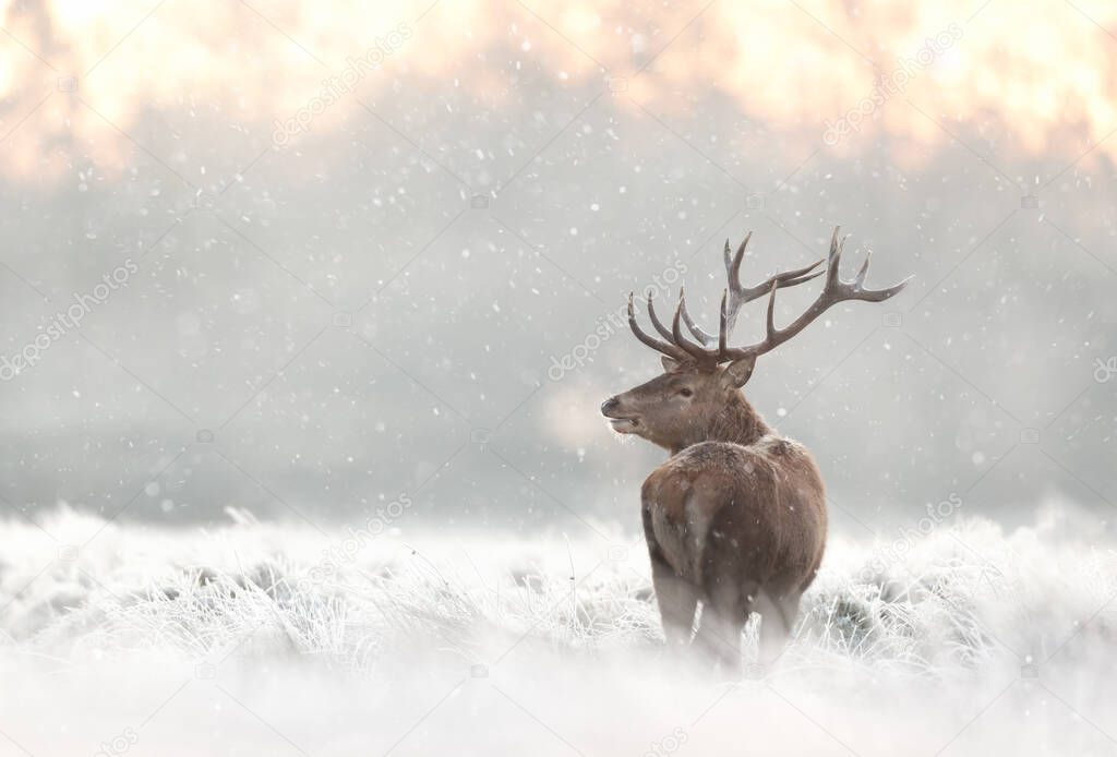 Close up of a Red deer stag in the falling snow in winter, UK.