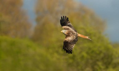 Close up of a Red kite in flight over trees in summer, UK. clipart