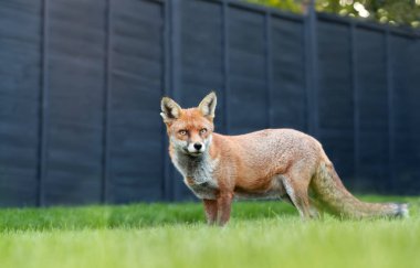İngiltere 'de bir bahçedeki yeşil çimlerde bir kızıl tilkiye (Vulpes vulpes) yakın çekim.