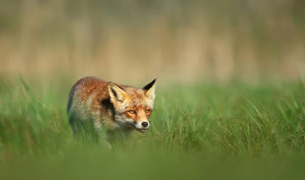 Close Uma Raposa Vermelha Vulpes Vulpes Andando Grama Verde Verão — Fotografia de Stock