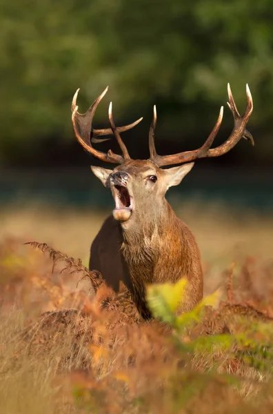 Portrait Red Deer Stag Calling Rutting Season Autumn — Stock Photo, Image