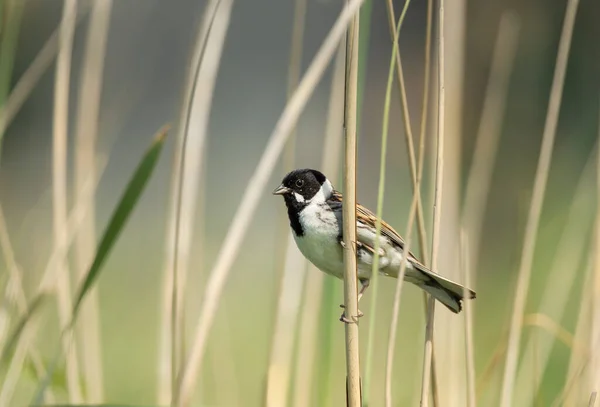 Close Seched Common Reed Bunting — Stock fotografie