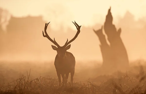 Silhouette Eines Hirsches Bei Sonnenaufgang London Großbritannien — Stockfoto