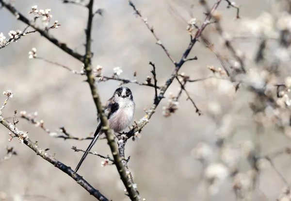 Long Tailed Tit Perched Branch Blossoms Spring England — Fotografia de Stock