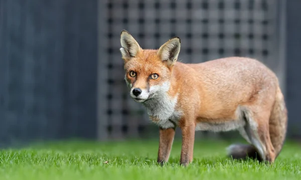 Close Red Fox Vulpes Vulpes Green Grass Garden United Kingdom — Stock Photo, Image