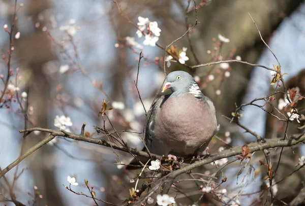 Nahaufnahme Einer Waldtaube Columba Palumbus Die Frühling Einem Baum Mit — Stockfoto