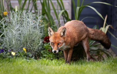 Yazın İngiltere 'de bir bahçede bir kızıl tilkinin (Vulpes vulpes) kapanışı.