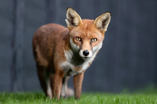 Close Red Fox Vulpes Vulpes Garden Summer Wielka Brytania — Zdjęcie stockowe