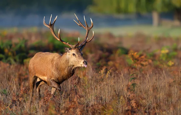 Close Red Deer Jelen Walking Field Rutting Season Autumn — Stock fotografie