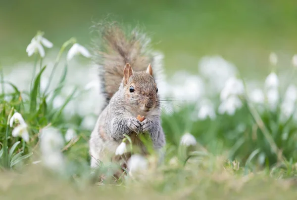 Close Esquilo Cinzento Comendo Noz Gotas Neve Primavera Reino Unido — Fotografia de Stock