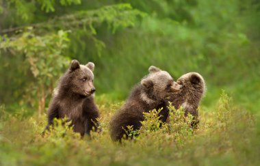 Finlandiya ormanlarındaki neşeli Avrupa kahverengi ayılarına (Ursus arctos arctos) yakın çekim.