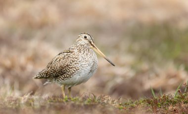 Güney Amerika çubuki, Falkland Adaları'nın yakın çekim.