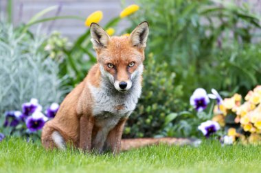 Yazın İngiltere 'de renkli bir arka plan karşısında çimlerin üzerinde oturan bir kızıl tilkinin (Vulpes vulpes) yakın plan görüntüsü.