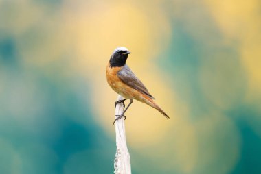 Renkli arka plana sahip bir ağaç dalına tünemiş ortak bir Redstart 'in kapanışı, İngiltere.