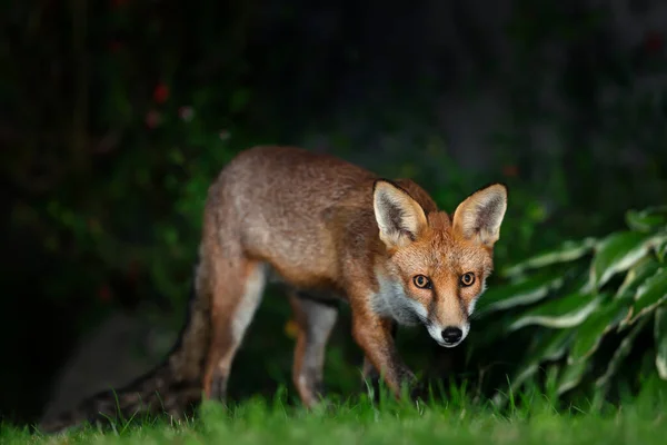Close Red Fox Vulpes Vulpes Garden Evening — 스톡 사진