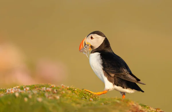 Közel Atlanti Óceáni Puffin Homoki Angolnákkal Csőrében Egy Tengerparti Területen — Stock Fotó