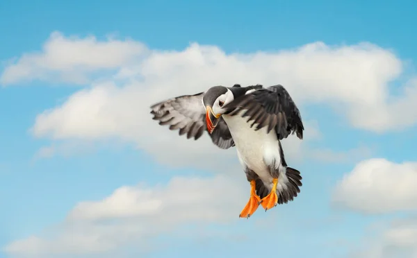 Blisko Atlantic Puffin Locie Latem Wielka Brytania — Zdjęcie stockowe