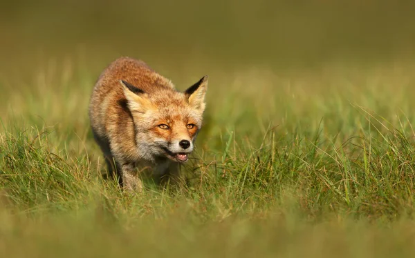 Close Red Fox Green Grass Summer — ストック写真