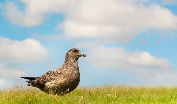 Close Great Skua Stercorarius Skua Green Grass Blue Sky Shetland — Stok fotoğraf