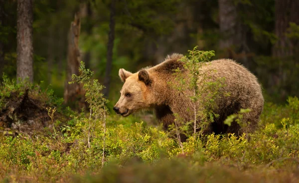 Лісі Фінляндія Біля Ведмедя Євразійського Брауна — стокове фото