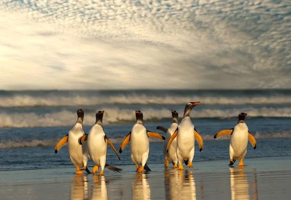 Ομάδα Πιγκουίνων Gentoo Μια Αμμώδη Παραλία Στο Ηλιοβασίλεμα Νήσοι Φώκλαντ — Φωτογραφία Αρχείου