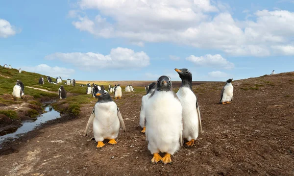 Group Gentoo Penguin Chicks Falkland Islands — Stock Fotó