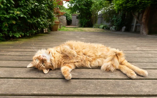 Close up of a relaxed ginger cat lying on back on a wooden decking in the garden.