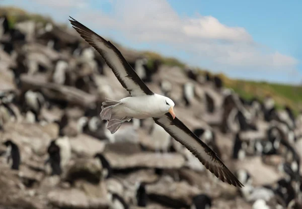 Close Albatrozes Testa Preta Voo Sobre Uma Rookery Nas Costas — Fotografia de Stock