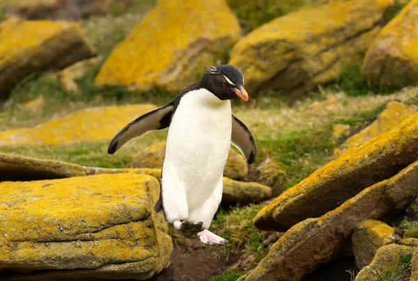 Southern Rockhopper Penguin Hopping Rocks Coastal Area Falkland Islands — Photo