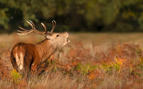 Porträt Eines Hirsches Der Während Der Brunftzeit Herbst Ruft Großbritannien — Stockfoto
