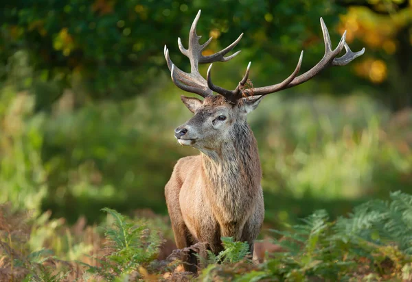 가을에 사슴의 얼룩을 클로즈업하는 — 스톡 사진