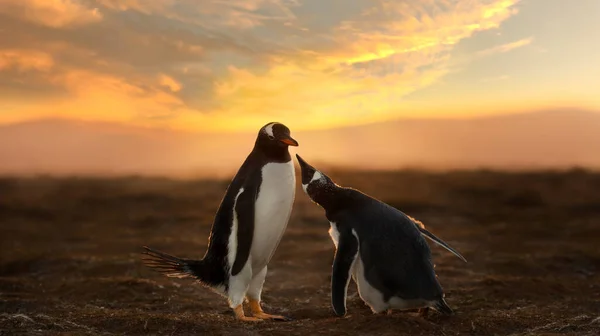 Poussin Pingouin Gentoo Demandant Manger Coucher Soleil Saunders Îles Malouines — Photo